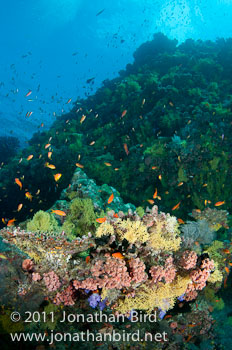 Coral Reef [--]