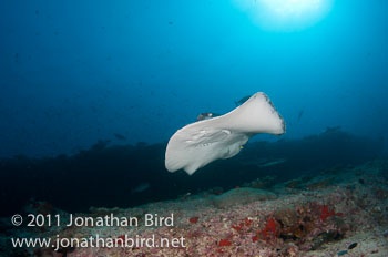 Marbled Ray [Taeniura meyeni]