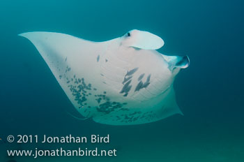 Manta Ray [Manta birostris]