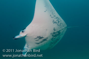 Manta Ray [Manta birostris]