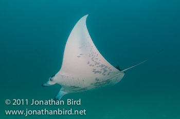 Manta Ray [Manta birostris]