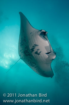 Manta Ray [Manta birostris]