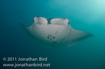 Manta Ray [Manta birostris]