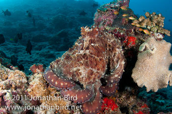 Reef Octopus [--]