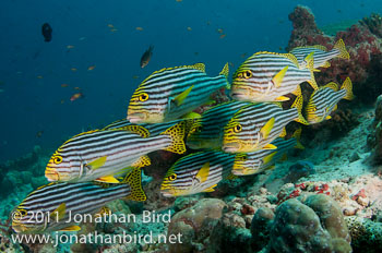 Oriental Sweetlips [Plectorhinchus vittatus]