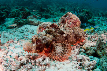 Tasselled Scorpionfish [Scorpaenopsis oxycephalia]
