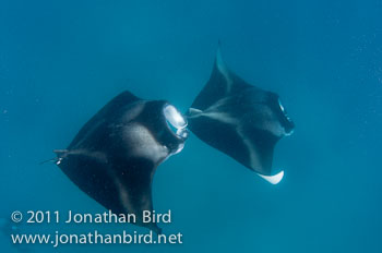 Manta Ray [Manta birostris]