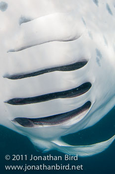 Manta Ray [Manta birostris]