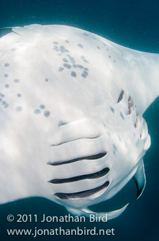 Manta Ray [Manta birostris]