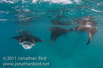 Manta Ray [Manta birostris]