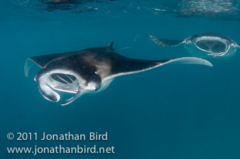 Manta Ray [Manta birostris]