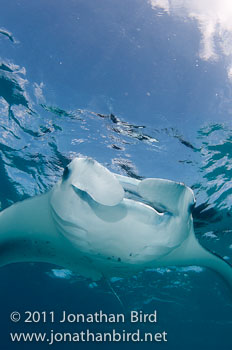 Manta Ray [Manta birostris]
