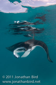 Manta Ray [Manta birostris]