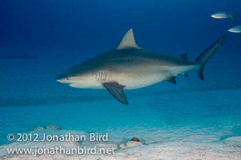 Bull Shark [Carcharhinus leucas]