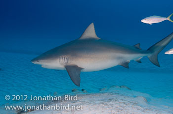 Bull Shark [Carcharhinus leucas]