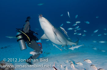 Bull Shark [Carcharhinus leucas]