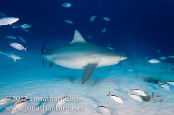 Bull Shark [Carcharhinus leucas]
