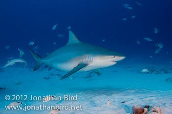 Bull Shark [Carcharhinus leucas]