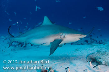 Bull Shark [Carcharhinus leucas]