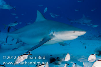 Bull Shark [Carcharhinus leucas]