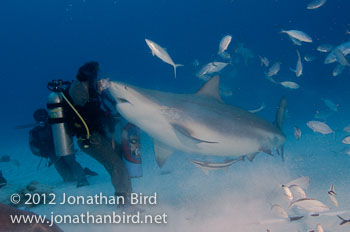 Bull Shark [Carcharhinus leucas]