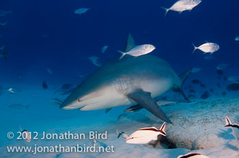 Bull Shark [Carcharhinus leucas]