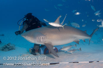 Bull Shark [Carcharhinus leucas]