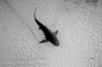 Bull Shark [Carcharhinus leucas]