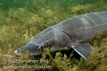 Lake Sturgeon [Acipenser fulvescens]