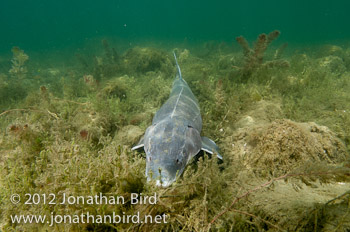 Lake Sturgeon [Acipenser fulvescens]