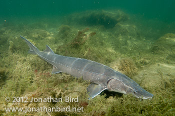 Lake Sturgeon [Acipenser fulvescens]