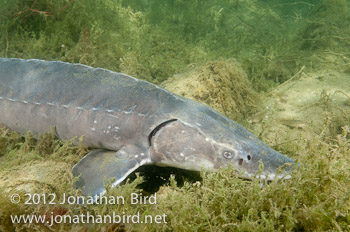 Lake Sturgeon [Acipenser fulvescens]