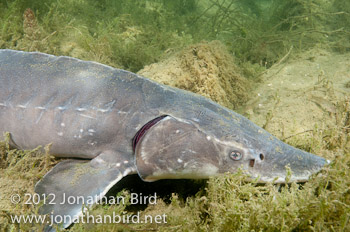 Lake Sturgeon [Acipenser fulvescens]