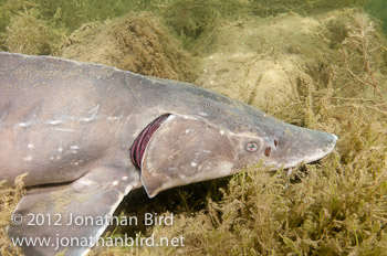 Lake Sturgeon [Acipenser fulvescens]