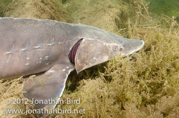 Lake Sturgeon [Acipenser fulvescens]