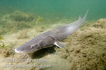 Lake Sturgeon [Acipenser fulvescens]