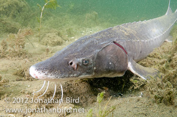 Lake Sturgeon [Acipenser fulvescens]