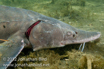 Lake Sturgeon [Acipenser fulvescens]