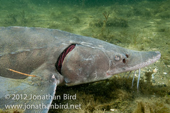 Lake Sturgeon [Acipenser fulvescens]