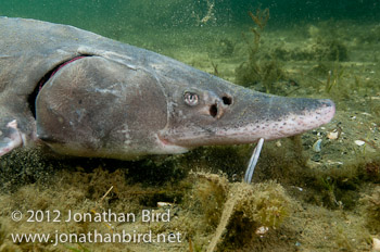 Lake Sturgeon [Acipenser fulvescens]