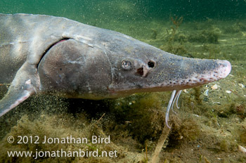 Lake Sturgeon [Acipenser fulvescens]