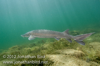 Lake Sturgeon [Acipenser fulvescens]