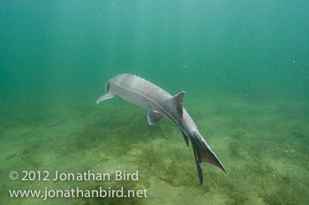 Lake Sturgeon [Acipenser fulvescens]