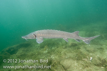 Lake Sturgeon [Acipenser fulvescens]