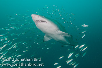 Sand Tiger Shark [Carcharias taurus]