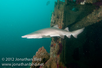 Sand Tiger Shark [Carcharias taurus]