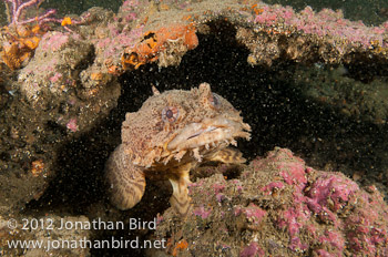 Oyster Toadfish [Opsanus tau]