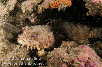 Oyster Toadfish [Opsanus tau]