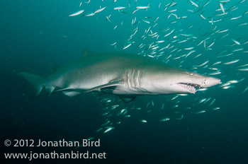 Sand Tiger Shark [Carcharias taurus]