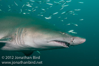 Sand Tiger Shark [Carcharias taurus]